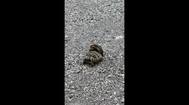 Turtles making love