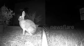 “Bugs Bunny”! Rare footage! Hare needs protein!
