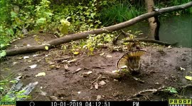 Grouse Games