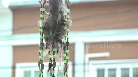 Cute spider hunter birds nesting in a wind chime.