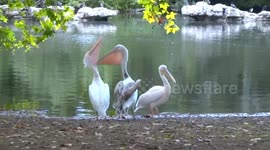 Pelicans impress visitors with mega beak pouches by the lake in St James Park - Autumn in London 2019