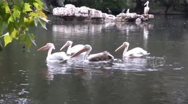 Pelicans enjoy a swim in St James Park Lake - London Autumn 2019