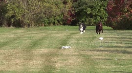 Chasing the plastic bag - funny activity for dogs