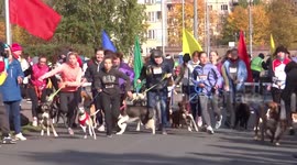Unusual event sees canines of all sizes compete in dog walking race in Russia