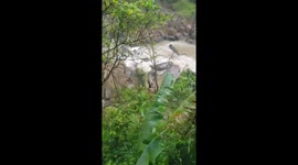 Six elephants die in Thailand waterfall while trying to save each other