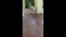 Stray dog filmed with cute gesture due to itchiness