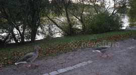 Goose enjoy Pildammsparken in Autumn.