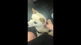 Sweet White Shiba Inu Dog Gets Pet on Subway