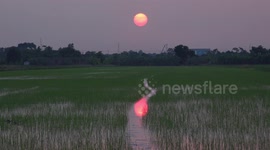 Tranquil sunset over a rice field in Thailand.