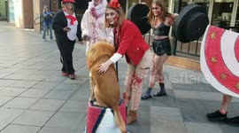 Zombie crawl Denver.  Circus show with a lion look alike