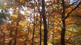 Forest turns colour to orange as Autumn enters