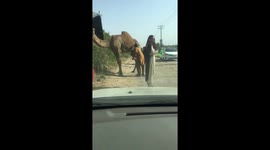 My trip to kashmir and Road side camel milk selling by camel hurd owners