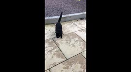 Cat Hilariously Jumps At Moving Foot