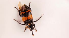 Black and orange banded Sexton beetle with tiny mites as hitchhikers