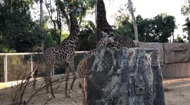 Baby Giraffe peek a boo