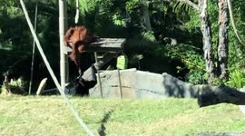 Orangutan Baby Monkey taking Bonobo Baby Monkey from Mama