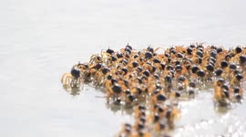 Soldier crabs march in 'army' across low tide beach in Indonesia