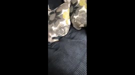 naughty puppy