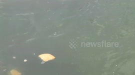 Fish in water