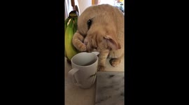 Cat gets creative to get every drop of ice cream out of bottom of cup