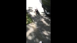 Pug puppy scared of toy dog