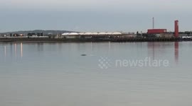 Moment a humpback whale was spotted in the Thames