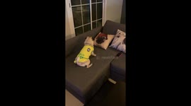 Pug Barking at a Pug Pillow