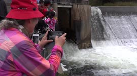 Hundreds of people line the Ganaraska River as thousands of salmon attempt to jump up dam to begin migration