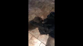 Giant newfoundland dog and new puupy playing