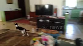 Fetching cat