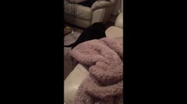 A Labrador puppy pulls the throw off the sofa to cuddle up
