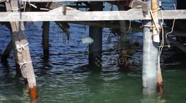 Amazing feat, this bird does an amazing balancing act on a moving tight rope, and still manages to grab dinner.