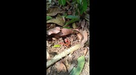 Giant Red Centipede Scares Villager In Malaysia