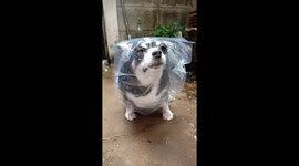 Chihuahua Uses Plastic Bag As Rain Coat