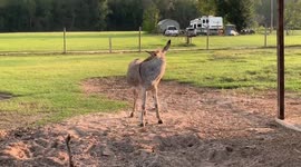 Farmer has a few too many drinks at happy hour and animals aren’t afraid to tell him!