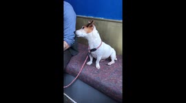 Dog reacts to strange music