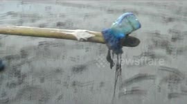 Indonesian coast was attacked by bluebottle jellyfish
