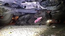 Thai rescuers free stray dog from bumper grille after car runs over it