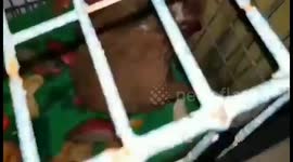 Baby monkey recovers after being electrocuted and abandoned by his mother