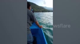 Endangered deer rescued after swimming four miles from shore