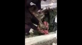 Rescued roe deer in southern Russia released into the wild after receiving care for injuries