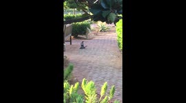 Hawk catches prey