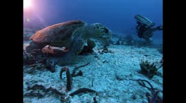 US tourists dwarfed by giant loggerhead turtle as it cruises past unfazed off Mexico's coast