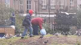 Good morning pigeon, Green Park, London
