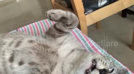 Funny cat fall asleep as if dead
