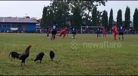 Fowl play! Flock of chickens wander onto soccer field during match in Indonesia