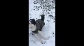 Dog walks in snowy woodland