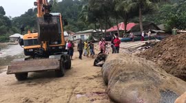 Dead whale sharks washed ashore in Indonesia
