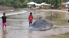 a dead whale shark stranded in Indonesia