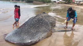 Stranded whale shark dies and is buried on beach in Indonesia